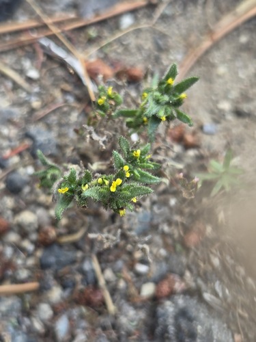 iNaturalist observation photo of Opposite-leaved Tarweed