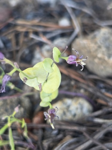 iNaturalist observation photo of Mountain Jewelflower