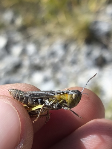 Italohippus monticola