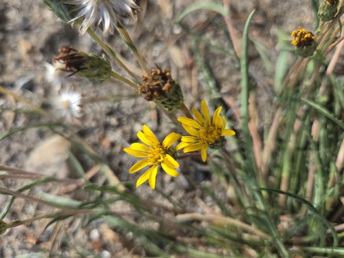 iNaturalist observation photo of alpine flames
