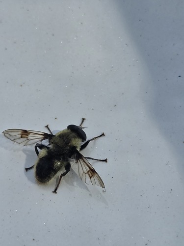 iNaturalist observation photo of Spot-winged Pond Fly