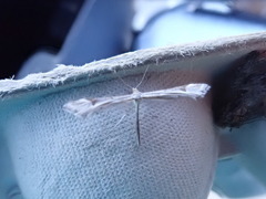 Platyptilia