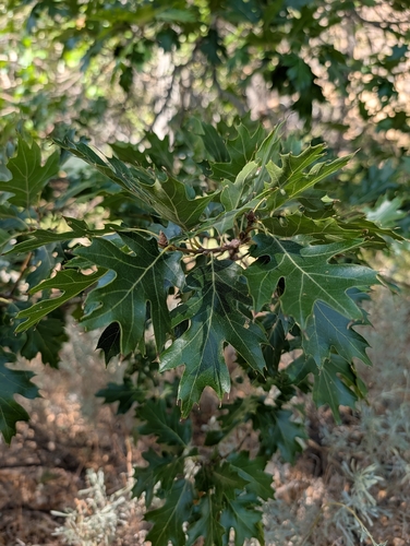 iNaturalist observation photo of California black oak