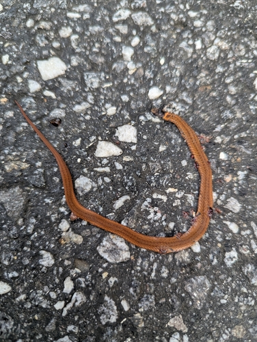 Red-bellied Snake