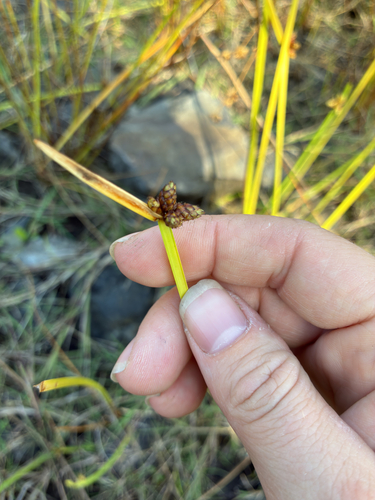 Bog Bulrush