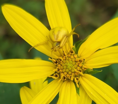 White-banded Crab Spider