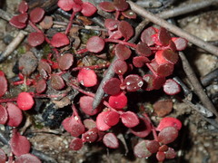 Gonocarpus micranthus micranthus