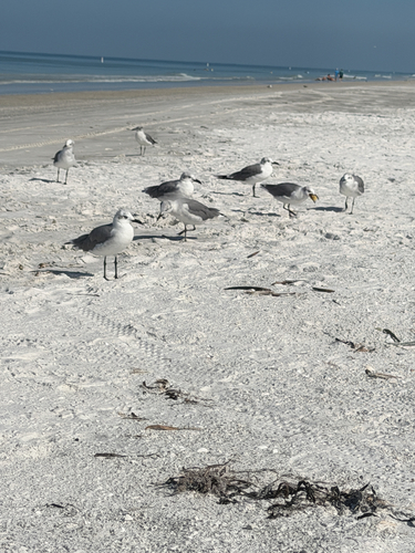 Laughing Gull observed by najones459