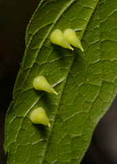 Celticecis spiniformis