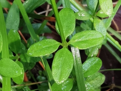 Galium rotundifolium