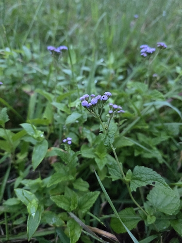 blue mistflower