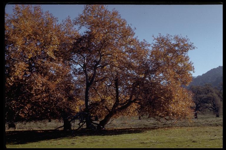 California Sycamore, Spring – solar cyanotype – Singular Images