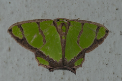 Agathia hilarata