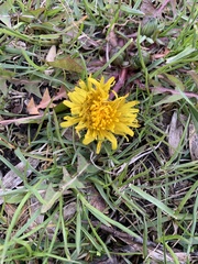 Taraxacum officinale