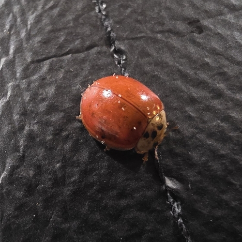 Asian Lady Beetle
