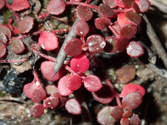 Gonocarpus micranthus micranthus