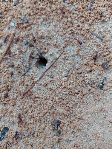 Florida Harvester Ant