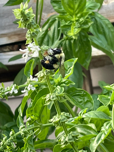 Common Eastern Bumble Bee