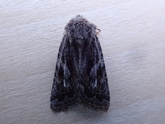 Ulolonche orbiculata