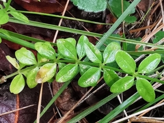 Galium rotundifolium