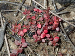 Gonocarpus micranthus micranthus