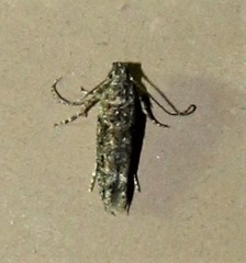 Symmetrischema