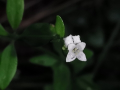 Galium rotundifolium