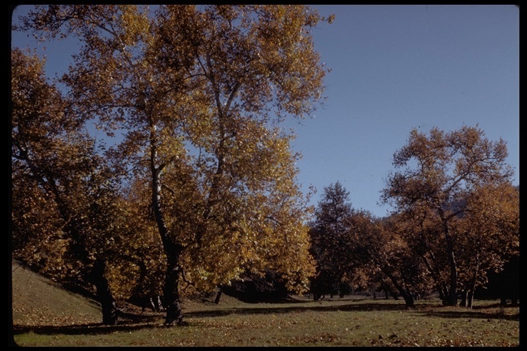 California Sycamore, Spring – solar cyanotype – Singular Images