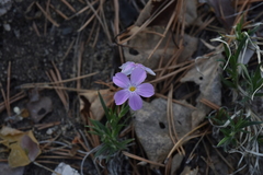 Phlox sibirica
