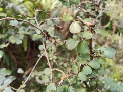 Myrsine divaricata, photograph (c) John Barkla, some rights reserved (CC BY)