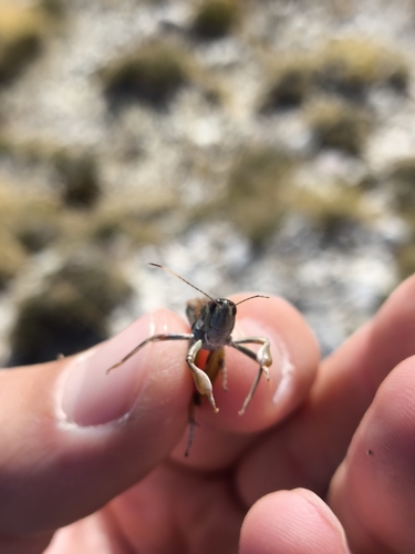 Club-legged Grasshopper