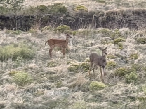 White-tailed Deer