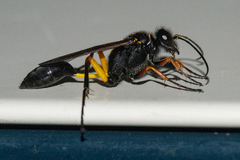 Sceliphron javanum javanum