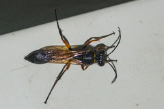 Sceliphron javanum javanum