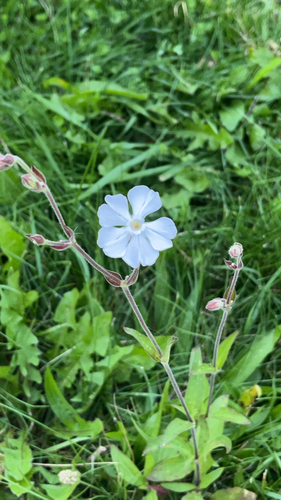 white campion