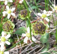 Bupleurum triradiatum