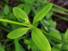 Galium rotundifolium