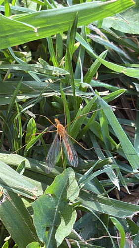Short-palped Tiger crane fly