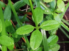 Galium rotundifolium