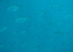 Trachinotus blochii