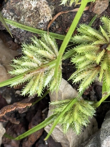 Bearded Flatsedge