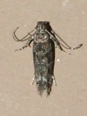 Symmetrischema