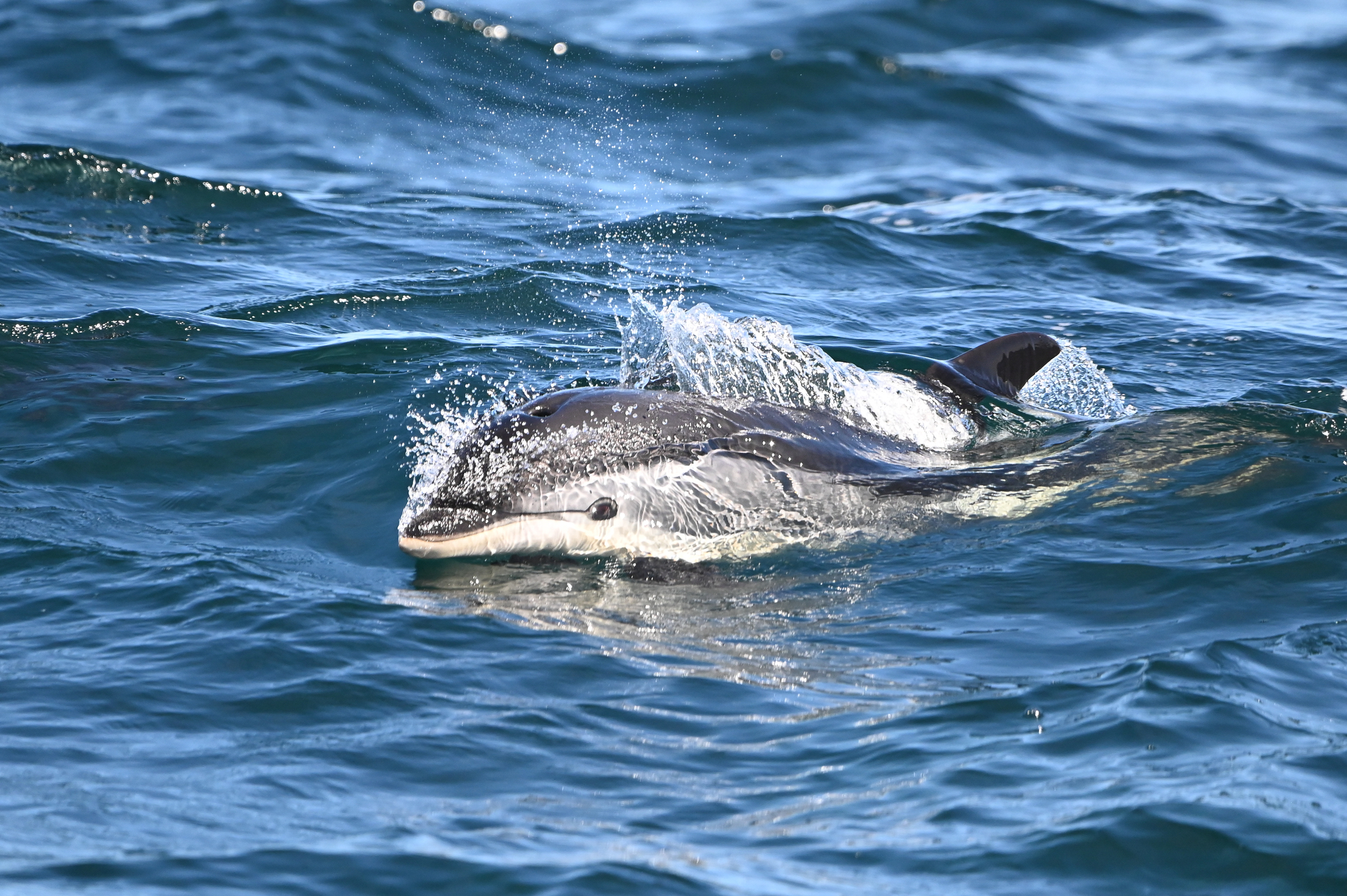 Lagenorhynchus acutus