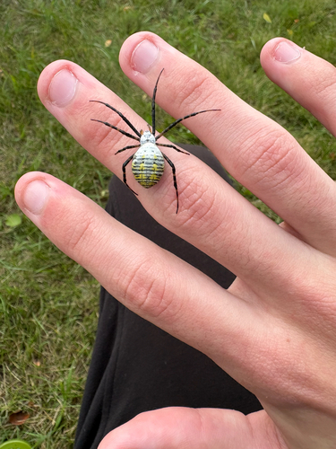 Banded Garden Spider