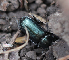 Platycerus caraboides