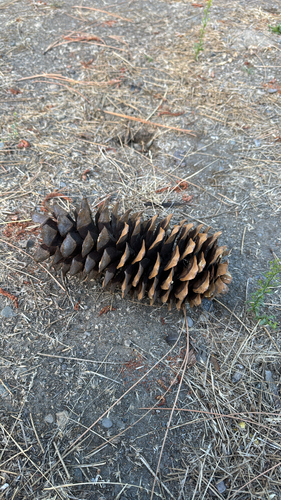 iNaturalist observation photo of sugar pine