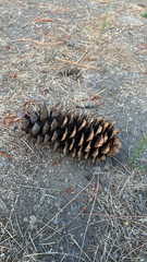 Pinus lambertiana, photograph (c) Gregory Wada, some rights reserved (CC BY)
