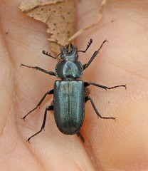 Platycerus caraboides