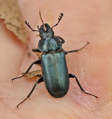 Platycerus caraboides