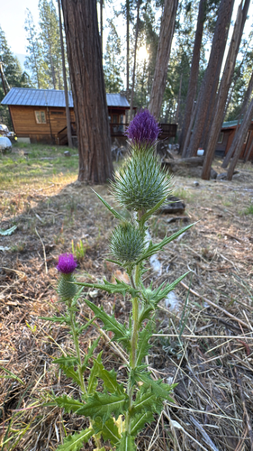 iNaturalist observation photo of Bull Thistle